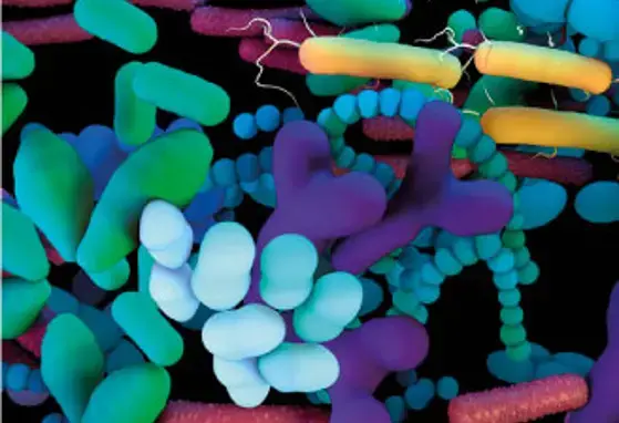 Desarrollo de la microbiota postnatal Desarrollo de la microbiota postnatal