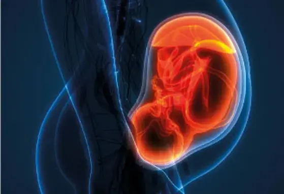 El desarrollo de la microbiota en la etapa prenatal El desarrollo de la microbiota en la etapa prenatal