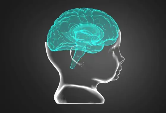 El desarrollo del cerebro en los primeros años de vida es fundamental. Ilustración del cerebro de un niño en la primera infancia.