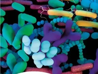 Desarrollo de la microbiota postnatal Desarrollo de la microbiota postnatal