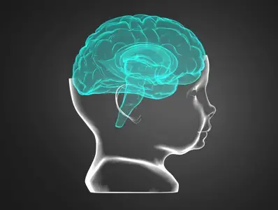 El desarrollo del cerebro en los primeros años de vida es fundamental. Ilustración del cerebro de un niño en la primera infancia.