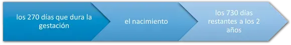 Etapas de la concepción Etapas de la concepción