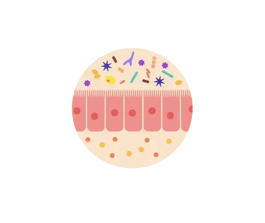 Barrera física intestinal Barrera física intestinal