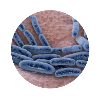 Microbiota intestinal Microbiota intestinal