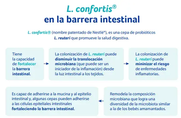 L confortis L confortis